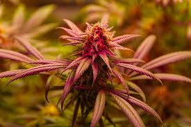 The Ultimate Guide to Buying and Growing Weed Seeds in West Virginia