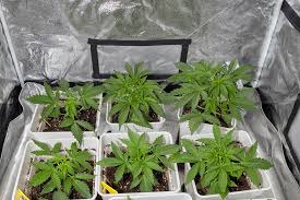 The Ultimate Guide to Buying and Growing Weed Seeds in West Virginia