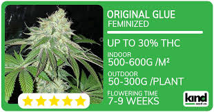The Ultimate Guide to Buying and Growing Weed Seeds in West Virginia